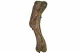 Hadrosaur (Edmontosaurus) Humerus - North Dakota #119602-1